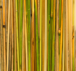 Stems of straw as background. High Detail.