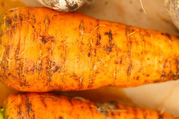 Harvest of fresh vegetables on a wooden background, in garden background. Top view. Garlic, beet, zucchini, kohlrabi, cauliflower, pepper, tomatoes, potatoes, basil, cucumber, dill.