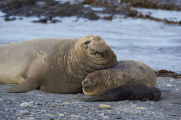 Breeding group of Southern Elephant Seal (Mirounga leonina) on Sea Lion Island in the Falkland Islands.