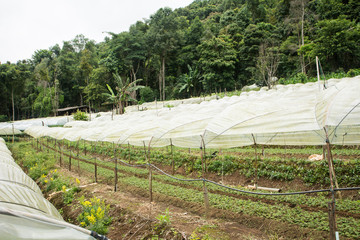 Chrysanthemum flower farm at hill
