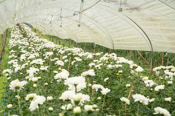 Chrysanthemum flower farm at hill