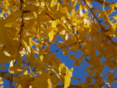 feuilles d'automne saison