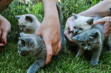 Cute Baby Kittens - Süße Babykatzen