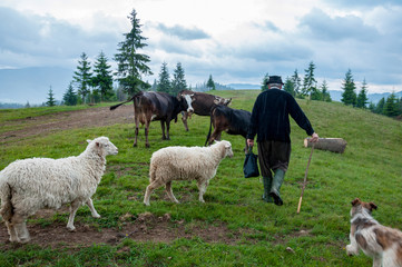 herd of sheeps grazing by an old man and the dog on green Carpathian meadow pasture