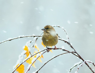  little bird sitting in the Park on a tree with autumn leaves during a snowfall