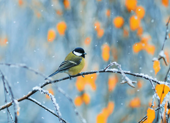  little bird sits in a Park on a tree in the snow