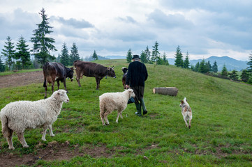 Naklejka premium herd of sheeps grazing by an old man and the dog on green Carpathian meadow pasture