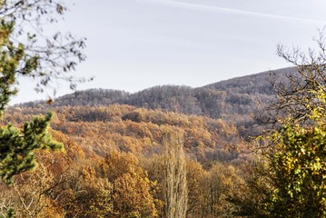 wood mountain forest