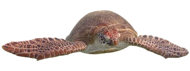 Foto auf Acrylglas Schildkröte Grüne Meeresschildkröte isoliert auf weißem Hintergrund