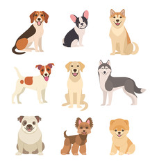 Dogs collection. Vector illustration of funny cartoon different breeds dogs in trendy flat style. Isolated on white.