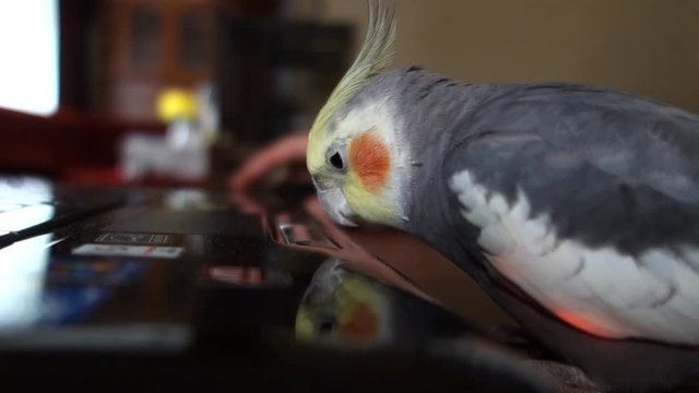 Cockatiel and computer