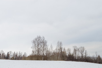 winter rural scene with snow and white fields