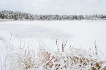 winter rural scene with snow and white fields