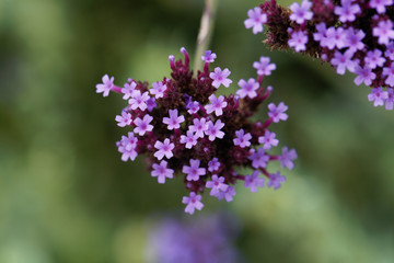 Argentinian vervain (Verbena bonariensis)