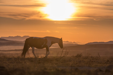 Fototapeta na wymiar Wild Horse Silhouetted at Sunset