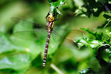 Common hawker