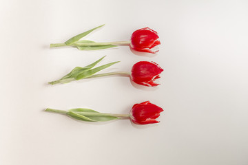 three flowers of a red tulip lie on a white background