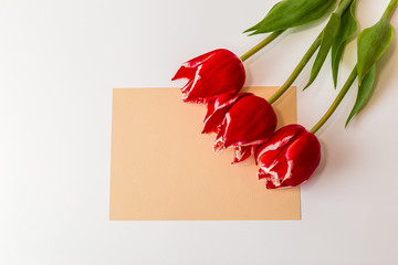 a bouquet of three red tulips lies in an envelope