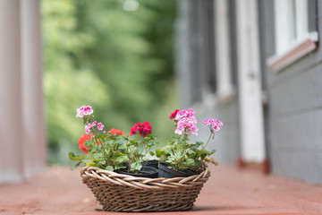 beautiful bouquet of white flowers in basket.