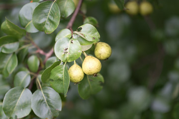 Organic small wild pears on a branch