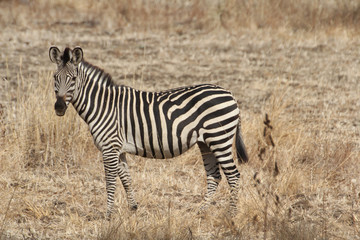 Fototapeta na wymiar Sambia: Zebras im South Luangwa National Park