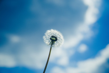 fluffy dandelion flower against the blue sky