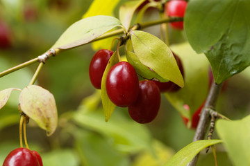 Fruits of Cornelian cherry (Cornus mas)