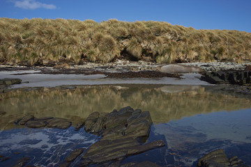 Rocky coast of Sea Lion Island in the Falkland Islands. Southern Elephant Seal on the beach.
