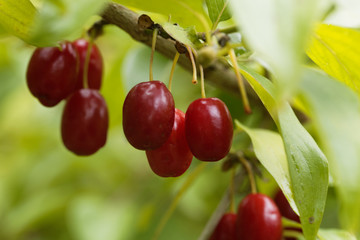 Fruits of Cornelian cherry (Cornus mas)