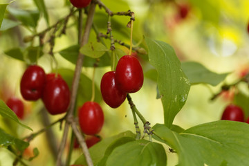 Fruits of Cornelian cherry (Cornus mas)