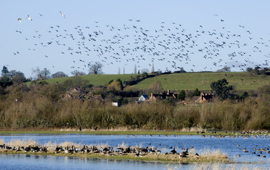 Birds flying up in wetland