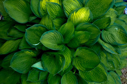 green-yellow leaves of the khosta in the summer in the garden