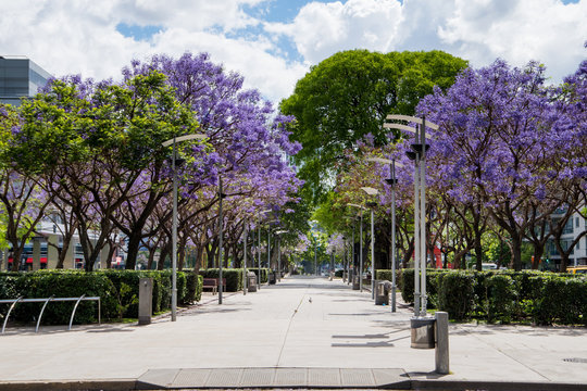 Park in Puerto Madero with Jacaranda trees with violet flowers