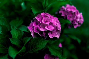flowers of purple hydrangea close-up in summer