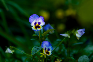 flowers of two-color violas close-up in summer