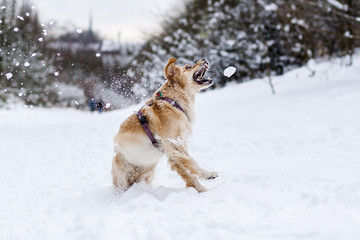 Golden Retriever playing in the snow and catching snow
