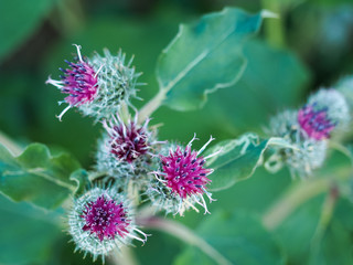 Bright, prickly flowers on an abandoned field in the very beginning of autumn