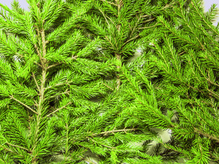 New Year and Christmas decorations on a white background