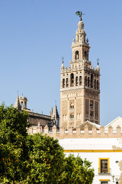 Orange trees and Seville Giralda at the back in a sunny day