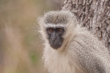 Obraz premium Grünemeerkatze