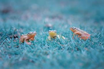 Trtio Frogs