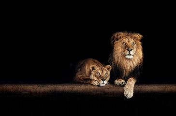 Lion and lioness, animals family. Portrait in the dark