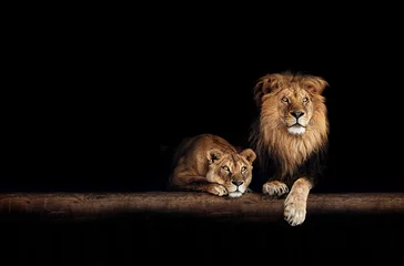 Deurstickers Leeuw Leeuw en leeuwin, dierenfamilie. Portret in het donker