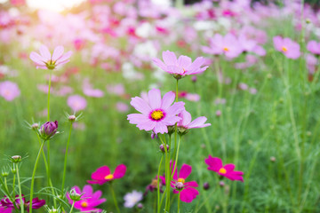 Obraz premium Beautiful colorful winter Flowers
