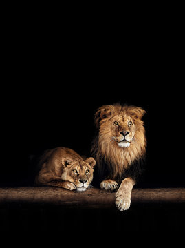 Lion and lioness, animals family. Portrait in the dark