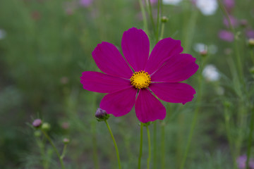 Fototapeta premium Beautiful colorful winter Flowers