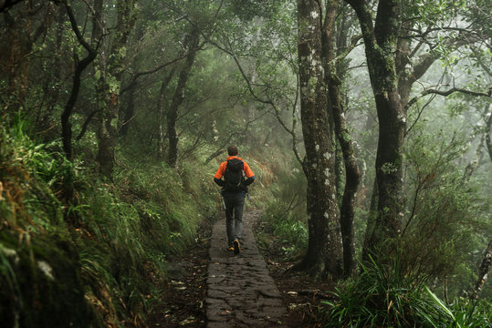 Adult male wandering on a path through the deep rain forest of Madeira, Portugal