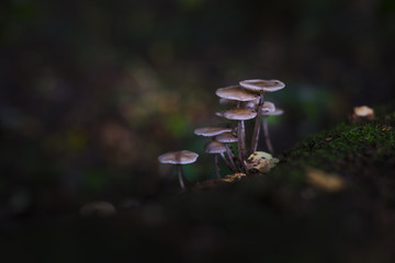 funghi