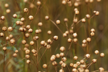 Dry seed capsules of common flax (Linum usitatissimum)