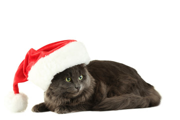 Beautiful grey cat in santa hat isolated on white
